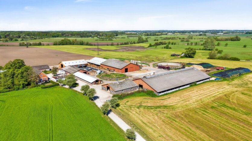 Melkveebedrijf Denemarken